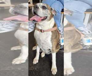 Sophie V - Silver Heart - Female Boxer Dog for Adoption - Photo #3