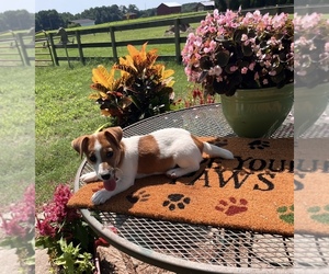 Jack Russell Terrier Puppy for sale in NASHVILLE, NC, USA