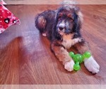 Small #5 Bernedoodle