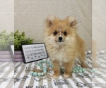 Small #6 Pomeranian