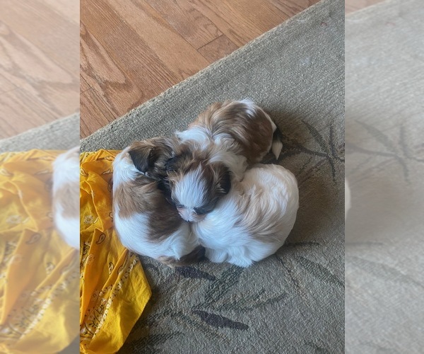 Medium Photo #11 Zuchon Puppy For Sale in PASADENA, MD, USA