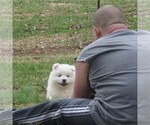 Small Photo #21 Samoyed Puppy For Sale in BAXTER, TN, USA
