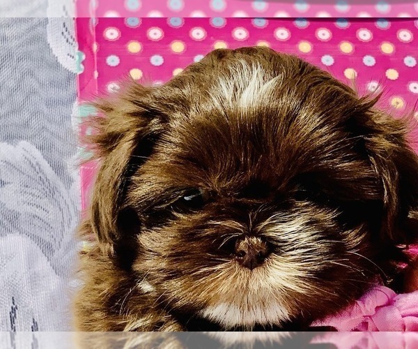Medium Photo #1 Shih Tzu Puppy For Sale in GREENVILLE, SC, USA