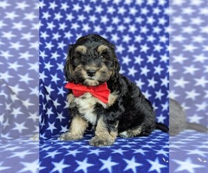 Bernedoodle-Miniature Bernedoodle Mix Puppy for sale in KIRKWOOD, PA, USA