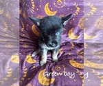 Puppy Green boy German Shepherd Dog-Siberian Husky Mix
