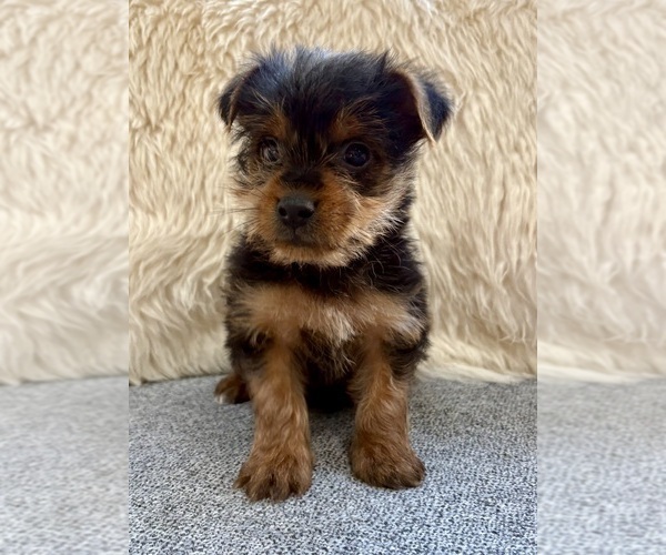 Medium Photo #1 Yorkshire Terrier Puppy For Sale in FAIR HAVEN, MI, USA