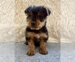 Small Photo #1 Yorkshire Terrier Puppy For Sale in FAIR HAVEN, MI, USA