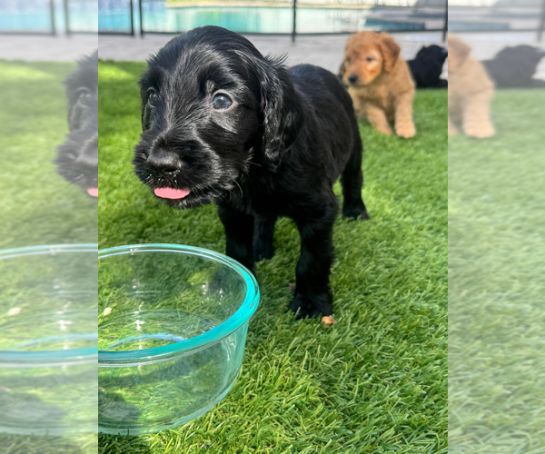 Medium Photo #9 Doodle-Goldendoodle Mix Puppy For Sale in WESTON, FL, USA