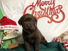 Small Photo #39 Labrador Retriever Puppy For Sale in MANTECA, CA, USA