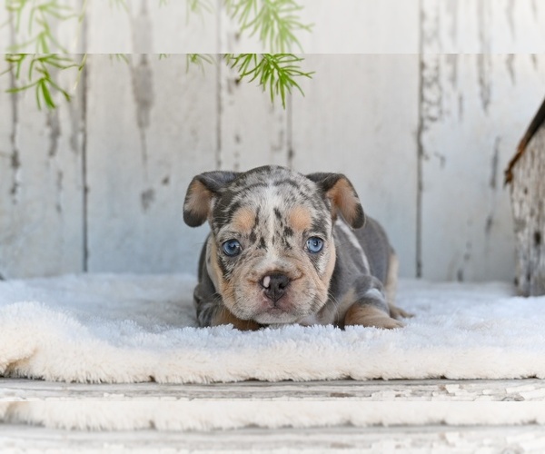 Medium Photo #3 French Bulldog Puppy For Sale in MILLERSBURG, OH, USA