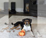 Henry - Male Beagle-Unknown Mix Dog for Adoption - Small photo