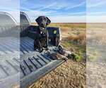 Litter of 7 - Male(s) and Female(s) Labrador RetrieverLitter of Puppies for Sale - Photo #14