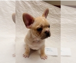 Small Photo #2 French Bulldog Puppy For Sale in LEES SUMMIT, MO, USA