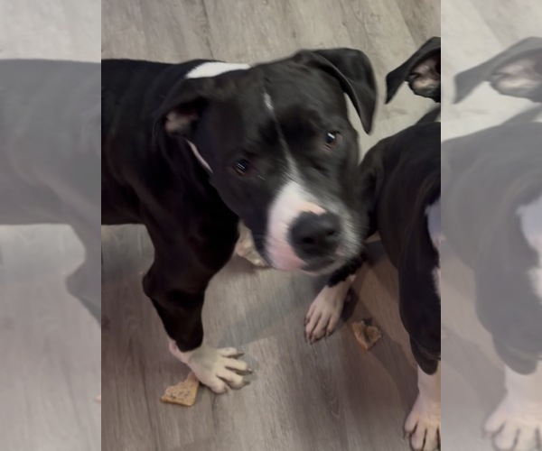 Medium Photo #1 Bullmastiff Puppy For Sale in HARRISON, MI, USA