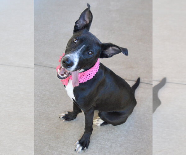 Medium Photo #4 Border Collie-Unknown Mix Puppy For Sale in McKinney, TX, USA
