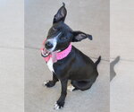 Small Photo #4 Border Collie-Unknown Mix Puppy For Sale in McKinney, TX, USA