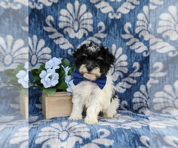 Medium Photo #5 Maltipoo Puppy For Sale in NEW PROVIDENCE, PA, USA