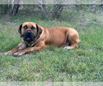 Small #3 Mutt
