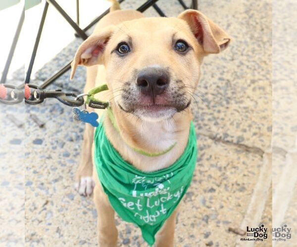 Medium Photo #6 Mutt Puppy For Sale in Washington, DC, USA