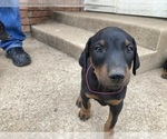 Small Photo #2 Doberman Pinscher Puppy For Sale in CLAREMORE, OK, USA