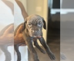 Puppy Yellow Cane Corso