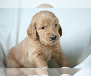 Goldendoodle Puppy for sale in MANNS CHOICE, PA, USA