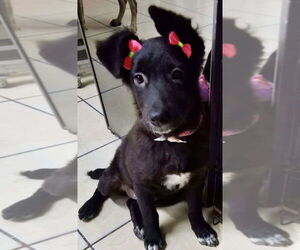 Medium Australian Kelpie-Border Collie Mix