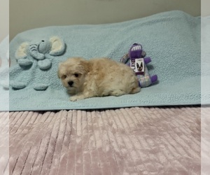 Morkie Puppy for sale in BENSON, NC, USA