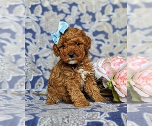 Goldendoodle-Poodle (Miniature) Mix Puppy for sale in QUARRYVILLE, PA, USA