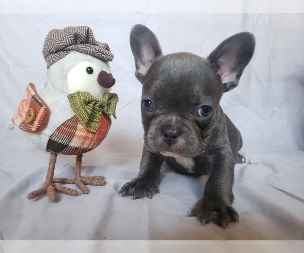 Medium Photo #3 French Bulldog Puppy For Sale in LITTLE ELM, TX, USA