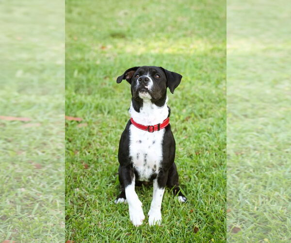 Medium Photo #9 Mutt Puppy For Sale in  Gainesville, FL, USA