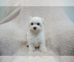 Small Photo #8 Maltese Puppy For Sale in LOS ANGELES, CA, USA