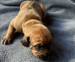 Rhodesian Ridgeback Puppy for sale in RIVERSIDE, CA, USA