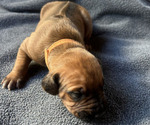 Image preview for Ad Listing. Nickname: Litter of 9