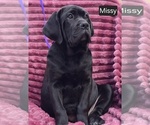 Small #6 Cane Corso