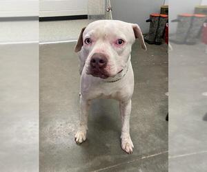 American Bulldog Dogs for adoption in Rosenberg, TX, USA