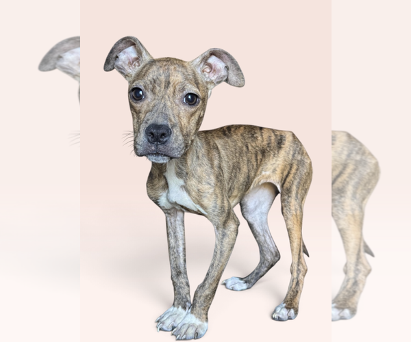 Medium Photo #1 Mutt Puppy For Sale in Rockville, MD, USA
