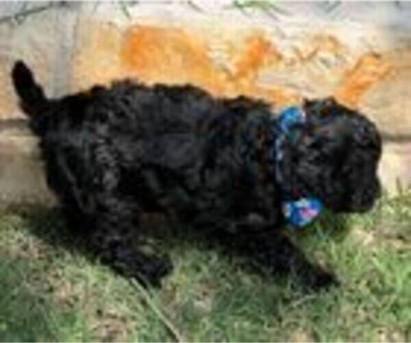 Medium Photo #4 Cavapoo (Miniature) Puppy For Sale in PLANO, TX, USA