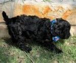 Small #3 Cavapoo (Miniature)