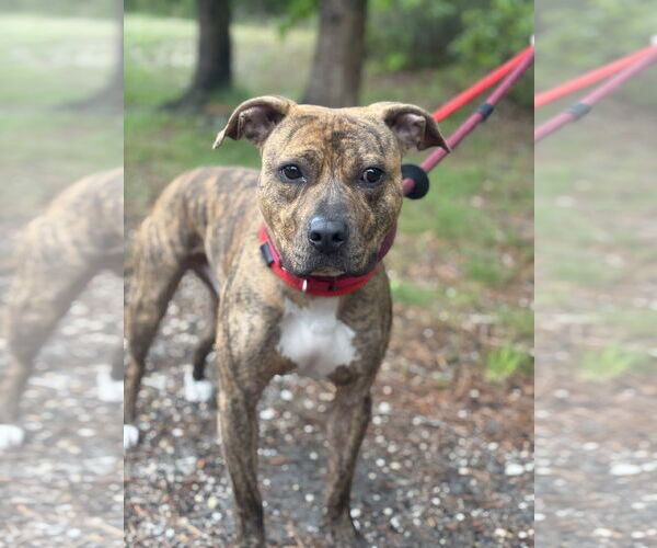 Medium Photo #5 American Pit Bull Terrier-Unknown Mix Puppy For Sale in Manahawkin, NJ, USA