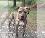 Small #4 American Pit Bull Terrier Mix