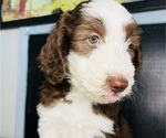 Puppy Lord Anthony Sheepadoodle