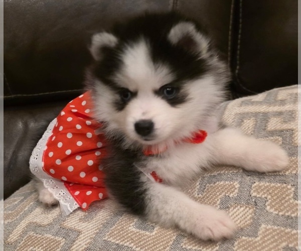 Medium Photo #2 Pomsky Puppy For Sale in DELAWARE, OH, USA