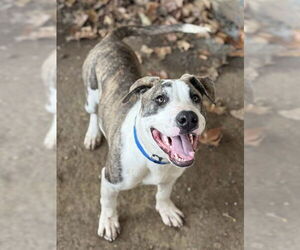Mutt Dogs for adoption in Riverside, CA, USA