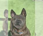 Small #8 Chinese Shar-Pei Mix