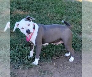 American Pit Bull Terrier-Unknown Mix Dogs for adoption in Earl, NC, USA