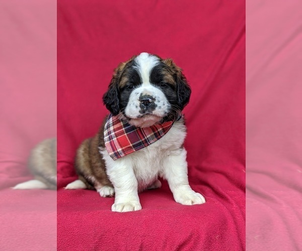 Medium Photo #3 Saint Bernard Puppy For Sale in DELTA, PA, USA