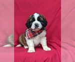 Small Photo #3 Saint Bernard Puppy For Sale in DELTA, PA, USA