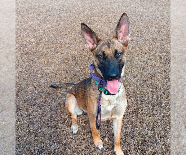Medium Photo #8 German Shepherd Dog-Unknown Mix Puppy For Sale in Imlay City, MI, USA