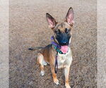 Small #7 German Shepherd Dog Mix